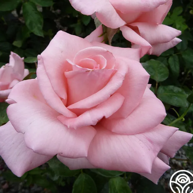 Marylou Whitney>Heirloom Roses Online