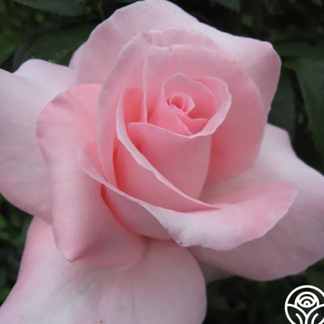Marylou Whitney>Heirloom Roses Online