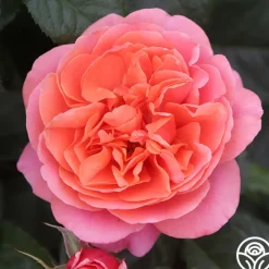 Matchless Mother™>Heirloom Roses Discount