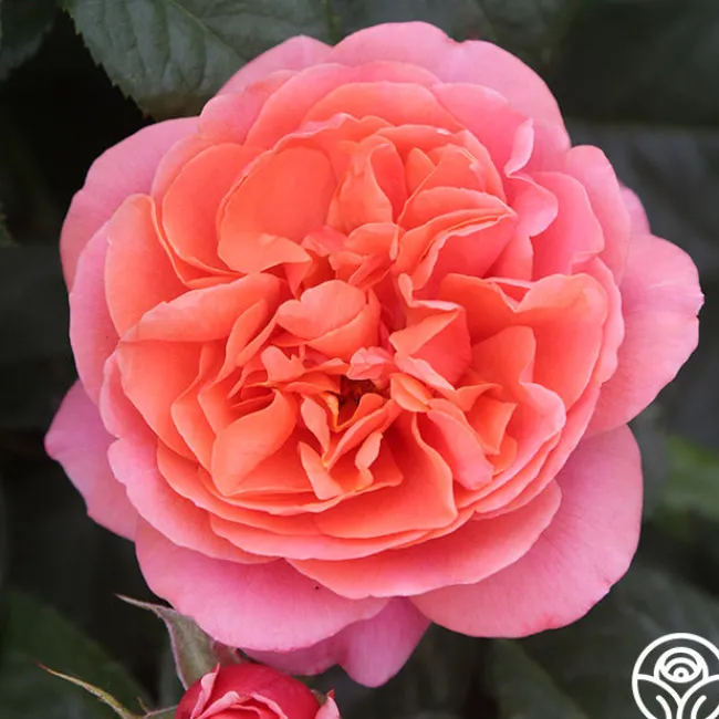 Matchless Mother™>Heirloom Roses Discount