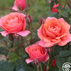 Matchless Mother™><noscript><img width=