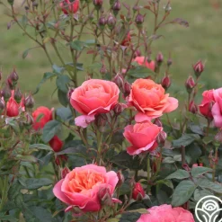 Matchless Mother™><noscript><img width=