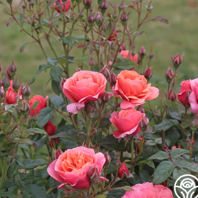 Matchless Mother™>Heirloom Roses Discount