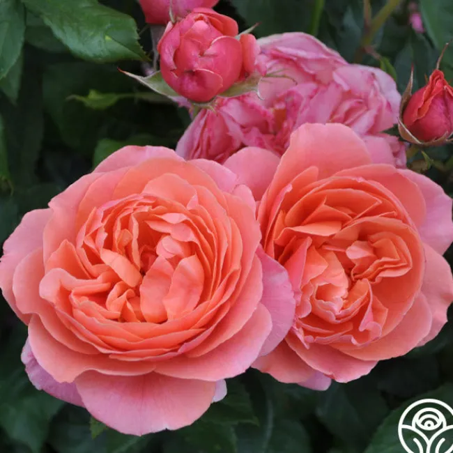 Matchless Mother™>Heirloom Roses Discount