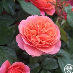 Matchless Mother™><noscript><img width=