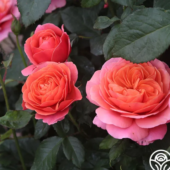Matchless Mother™>Heirloom Roses Discount
