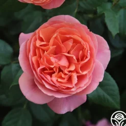 Matchless Mother™><noscript><img width=
