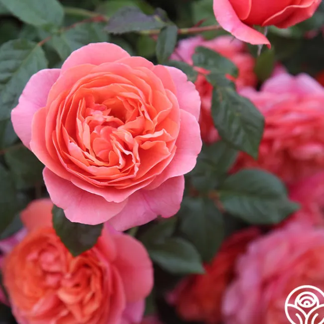 Matchless Mother™>Heirloom Roses Discount
