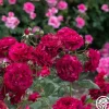 Mavourneen>Heirloom Roses Discount