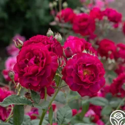 Mavourneen>Heirloom Roses Discount