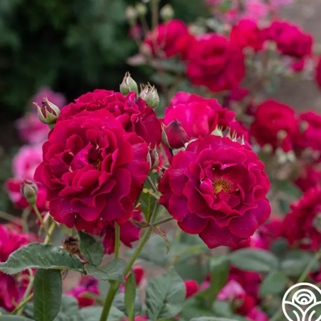 Mavourneen>Heirloom Roses Discount