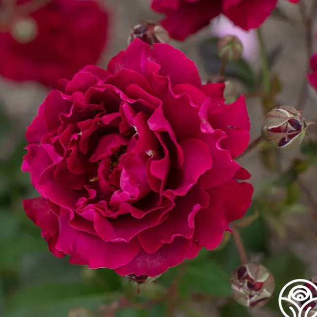 Mavourneen>Heirloom Roses Discount