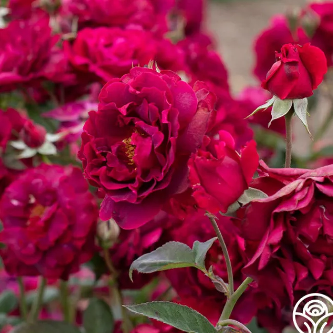 Mavourneen>Heirloom Roses Discount