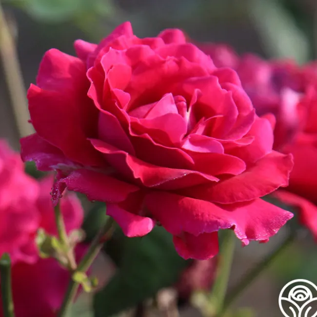 Mavourneen>Heirloom Roses Discount