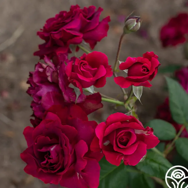 Mavourneen>Heirloom Roses Discount