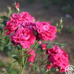 Mavourneen><noscript><img width=