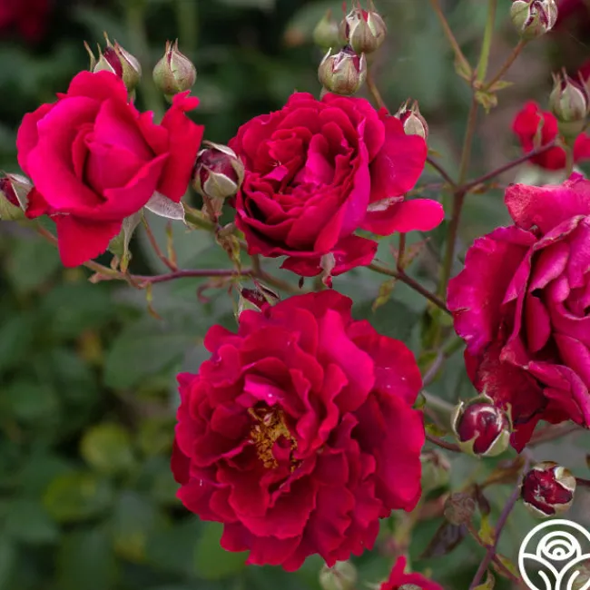 Mavourneen>Heirloom Roses Discount
