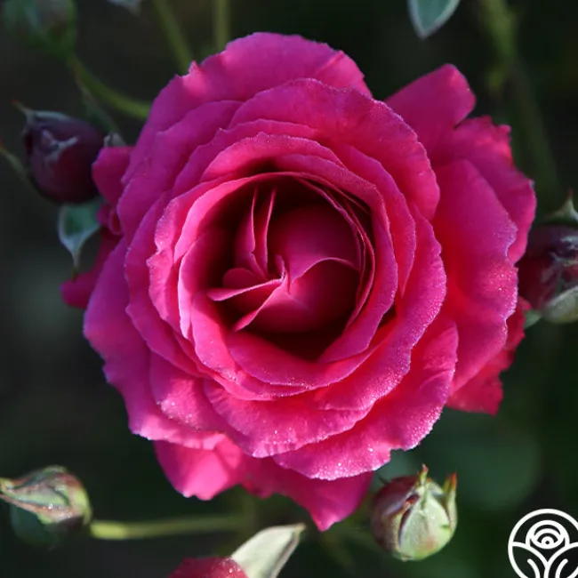 Mavourneen>Heirloom Roses Discount