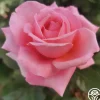 Meant To Be™>Heirloom Roses