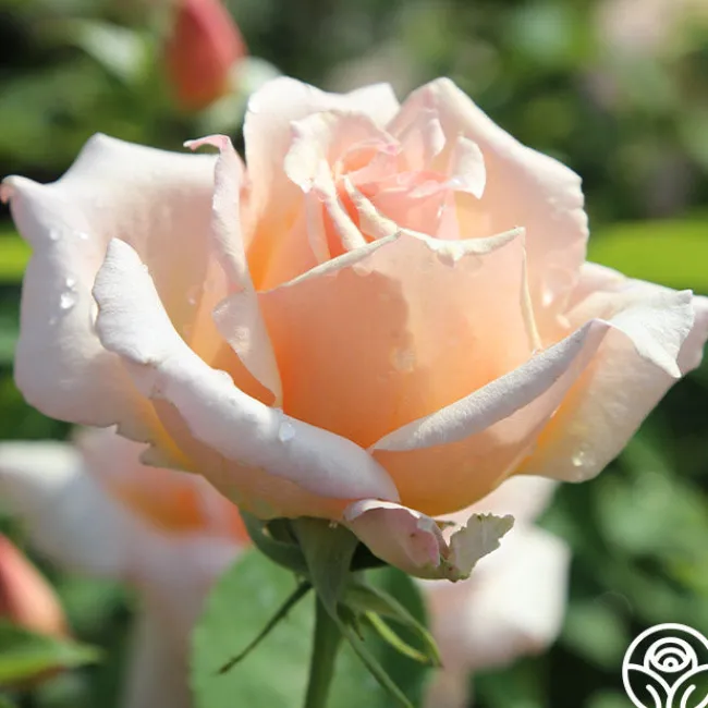 Medallion®>Heirloom Roses New