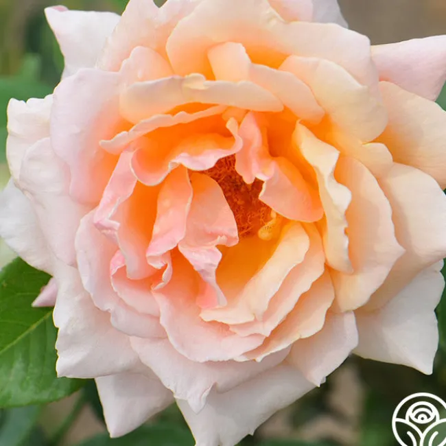 Medallion®>Heirloom Roses New