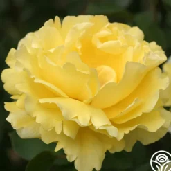Mellow Yellow><noscript><img width=