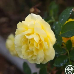 Mellow Yellow><noscript><img width=