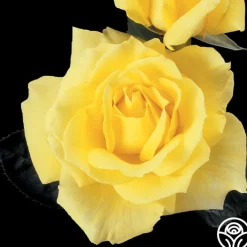 Mellow Yellow><noscript><img width=