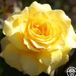 Mellow Yellow><noscript><img width=