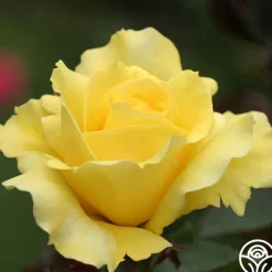Mellow Yellow><noscript><img width=