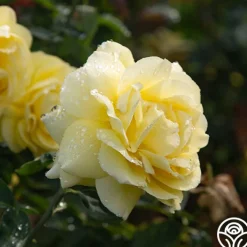 Mellow Yellow><noscript><img width=