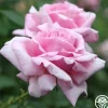 Memorial Day™>Heirloom Roses Best