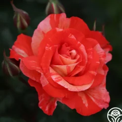 Michelangelo™><noscript><img width=