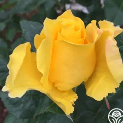Midas Touch™><noscript><img width=