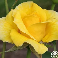 Midas Touch™><noscript><img width=