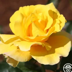 Midas Touch™><noscript><img width=