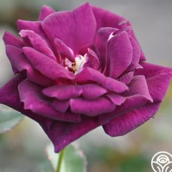 Midnight Blue™><noscript><img width=