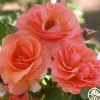 Midsummer Night's Dream™>Heirloom Roses Online