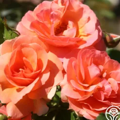 Midsummer Night's Dream™>Heirloom Roses Online