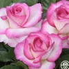Miss Congeniality™>Heirloom Roses Sale