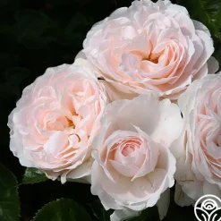 Miss Dior™>Heirloom Roses Hot