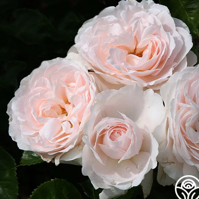 Miss Dior™>Heirloom Roses Hot