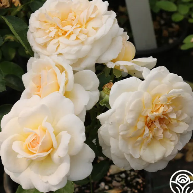 Miss Dior™>Heirloom Roses Hot