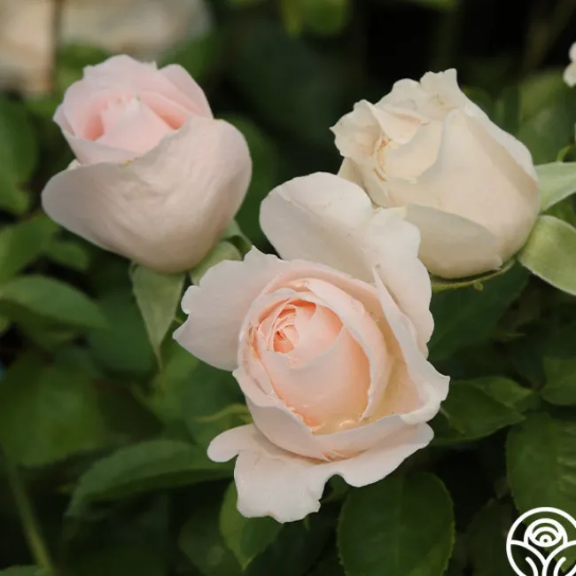 Miss Dior™>Heirloom Roses Hot
