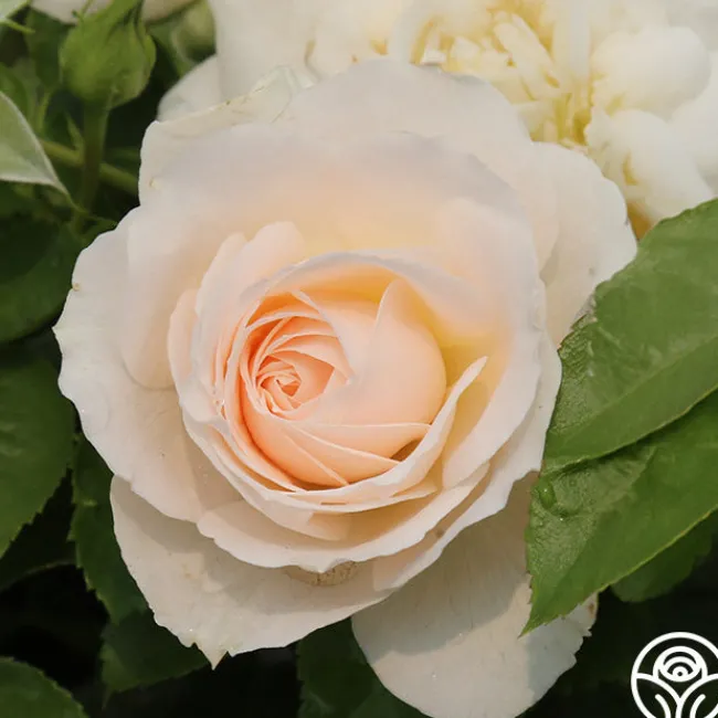 Miss Dior™>Heirloom Roses Hot