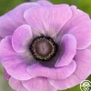 Mistral Milka>Heirloom Roses Online