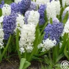 Mix The Blues>Heirloom Roses Outlet