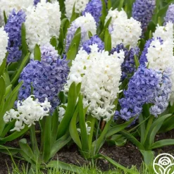 Mix The Blues>Heirloom Roses Outlet