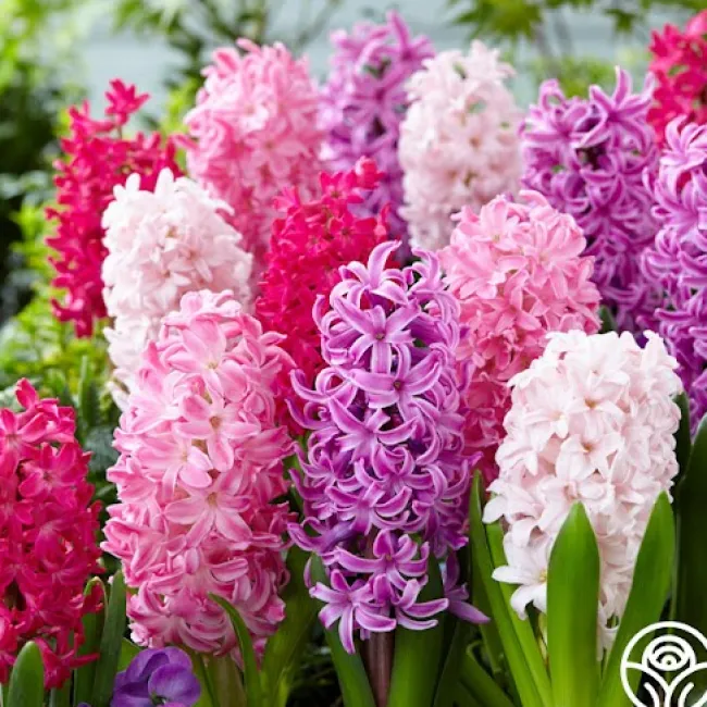 Mix The Pinks>Heirloom Roses Clearance