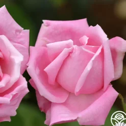 Mme Caroline Testout><noscript><img width=